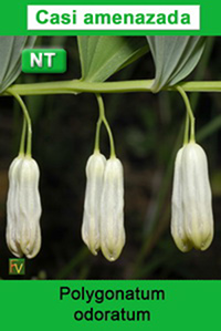 Polygonatum odoratum