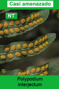 Polypodium interjectum