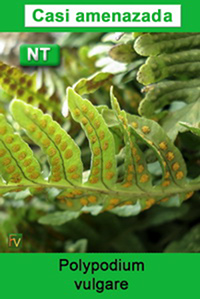 Polypodium vulgare