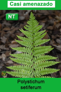 Polystichum setiferum