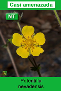 Potentilla nevadensis