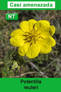 Potentilla reuteri