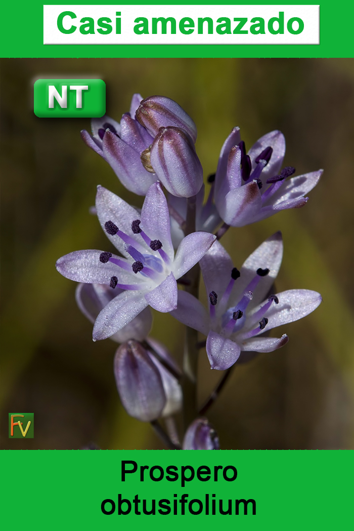 Prospero obtusifolium