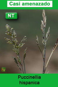Puccinellia hispanica