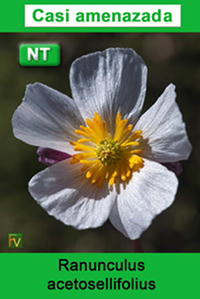 Ranunculus acetosellifolius