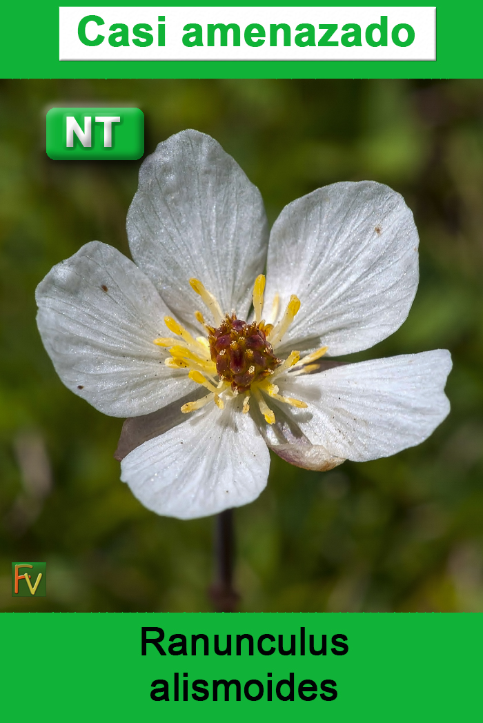 Ranunculus alismoides