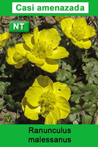 Ranunculus malessanus