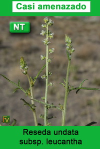 Reseda undata leucantha