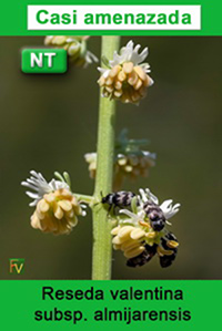 Reseda valentina almijarensis