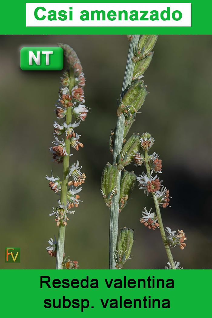 Reseda valentina valentina