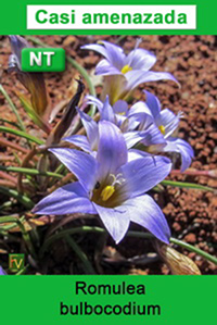 Romulea bulbocodium