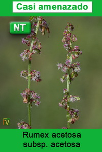 Rumex acetosa acetosa