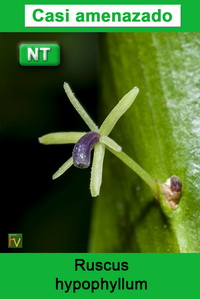 Ruscus hypophyllum