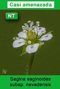 Sagina saginoides nevadensis