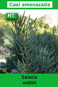 Salsola webbii