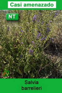 Salvia barrelieri