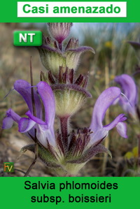 Salvia phlomoides boissieri