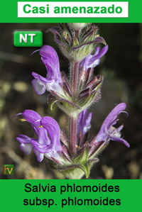 Salvia phlomoides phlomoides