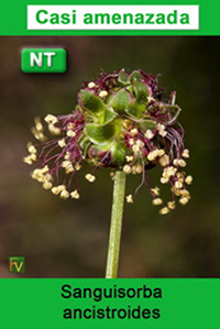 Sanguisorba ancistroides