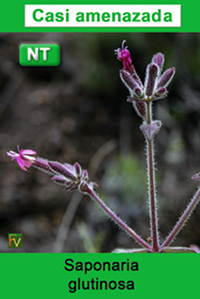 Saponaria glutinosa