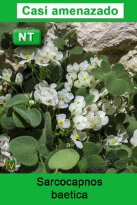 Sarcocapnos baetica