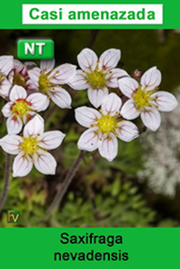 Saxifraga nevadensis