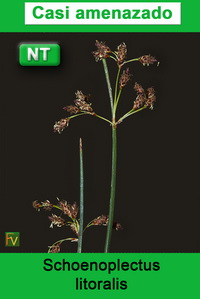 Schoenoplectus litoralis