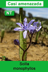 Scilla monophyllos