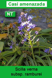 Scilla verna ramburei