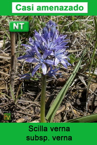 Scilla verna verna