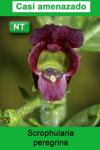 Scrophularia peregrina