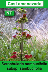 Scrophularia sambucifolia sambucifolia
