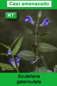 Scutellaria galericulata
