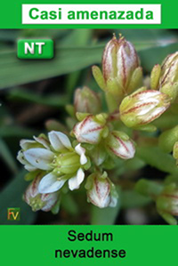 Sedum nevadense