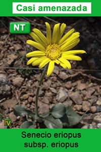 Senecio eriopus eriopus