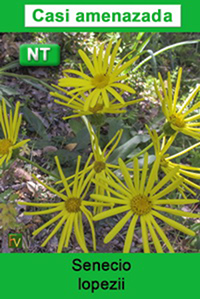 Senecio lopezii