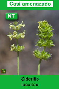 Sideritis lacaitae