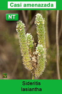 Sideritis lasiantha