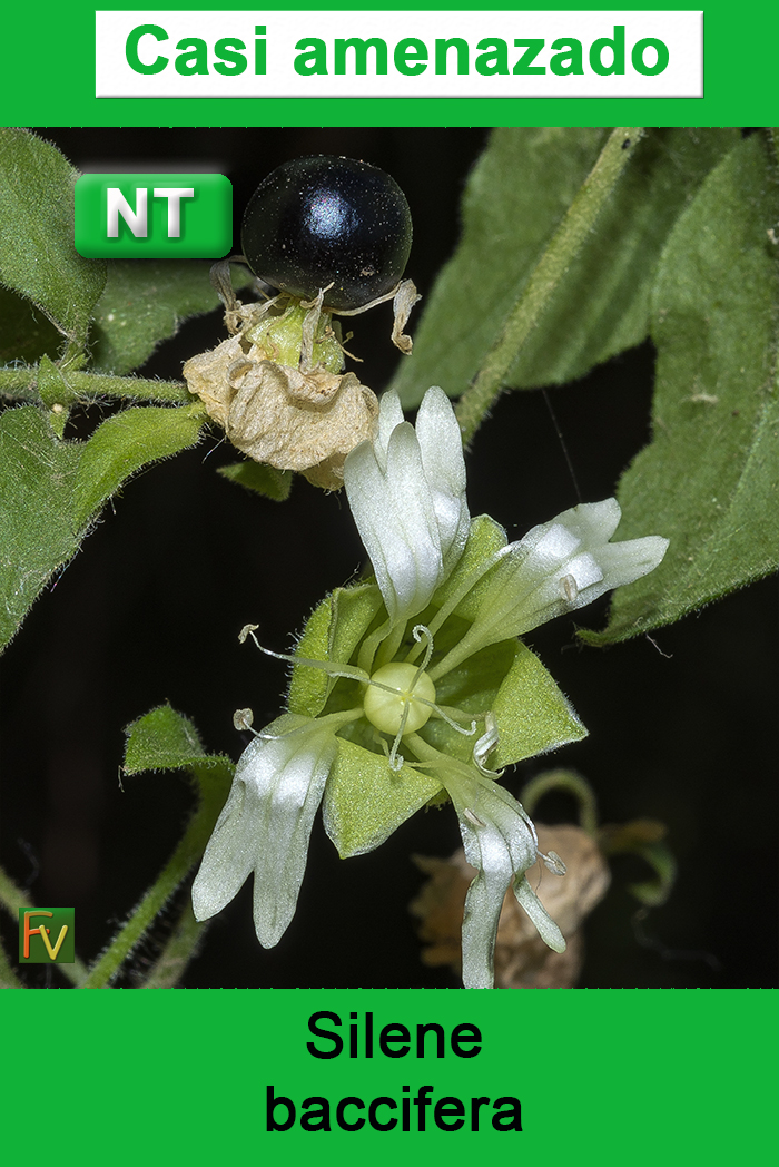 Silene baccifera