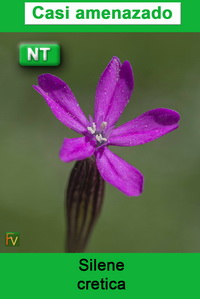 Silene cretica