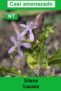 Silene fuscata