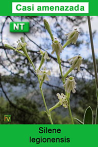 Silene legionensis