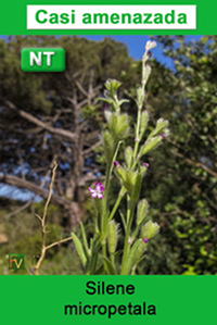 Silene micropetala