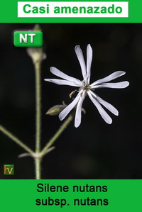 Silene nutans nutans