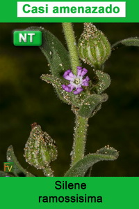 Silene ramossisima