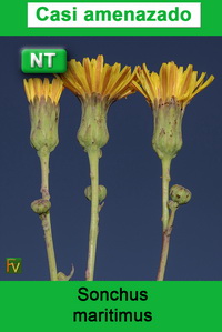 Sonchus maritimus