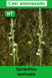 Spiranthes aestivalis