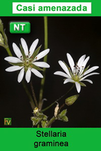 Stellaria graminea