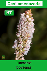 Tamarix boveana
