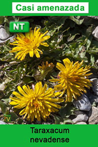 Taraxacum nevadense